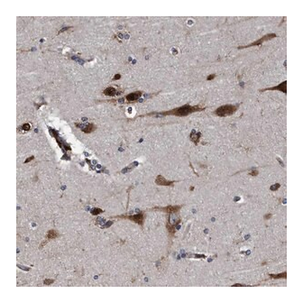 Merck Anti-ENDOG antibody produced in rabbit
