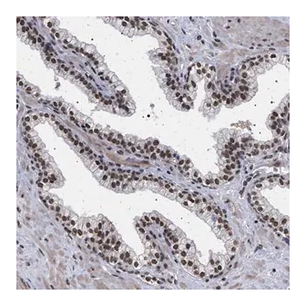 Merck Anti-PHF12 antibody produced in rabbit