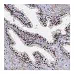 Merck Anti-PHF12 antibody produced in rabbit