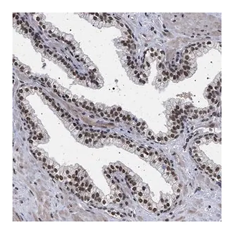 Merck Anti-PHF12 antibody produced in rabbit