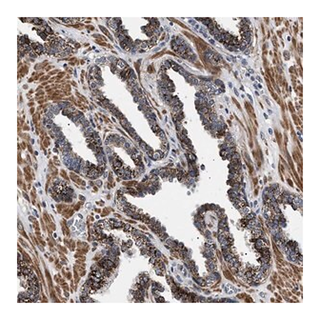 Merck Anti-RAB34 antibody produced in rabbit