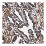 Merck Anti-RAB34 antibody produced in rabbit