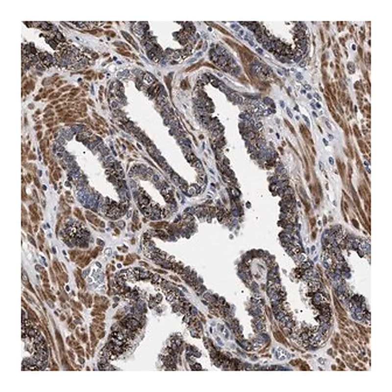 Merck Anti-RAB34 antibody produced in rabbit