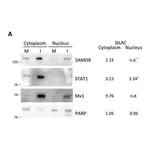 Merck Anti-SAMD9 antibody produced in rabbit