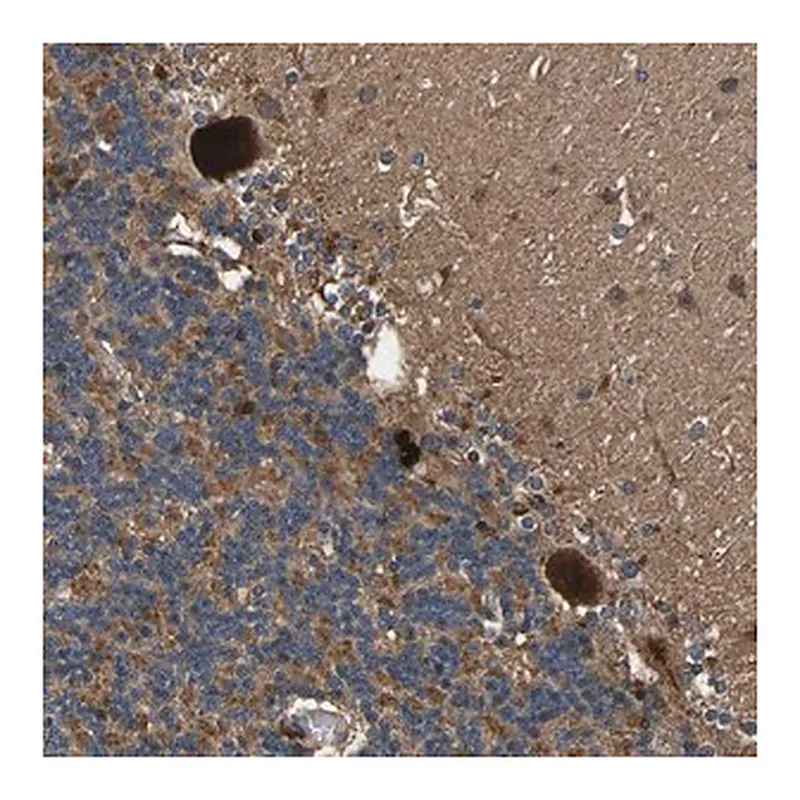 Merck Anti-MRPL27 antibody produced in rabbit