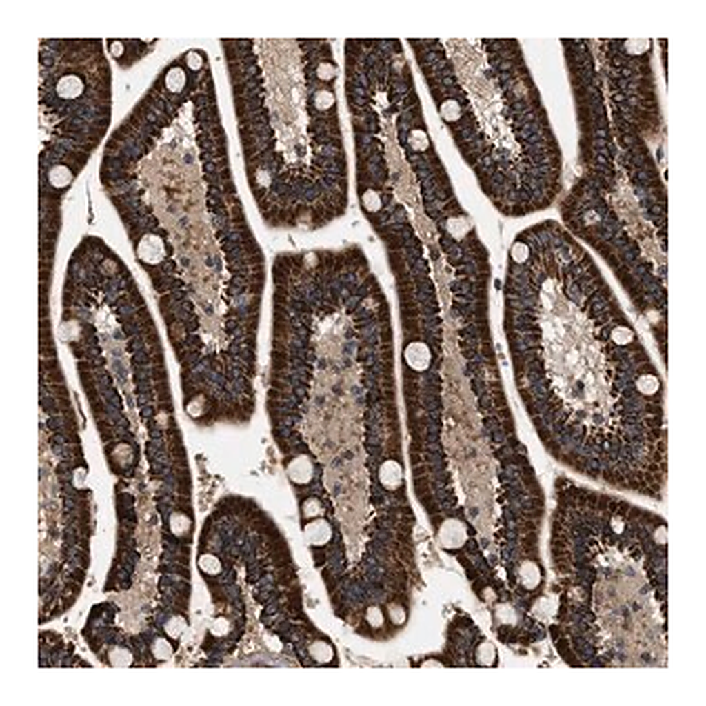 Merck Anti-ZBTB26 antibody produced in rabbit
