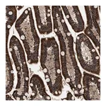 Merck Anti-ZBTB26 antibody produced in rabbit