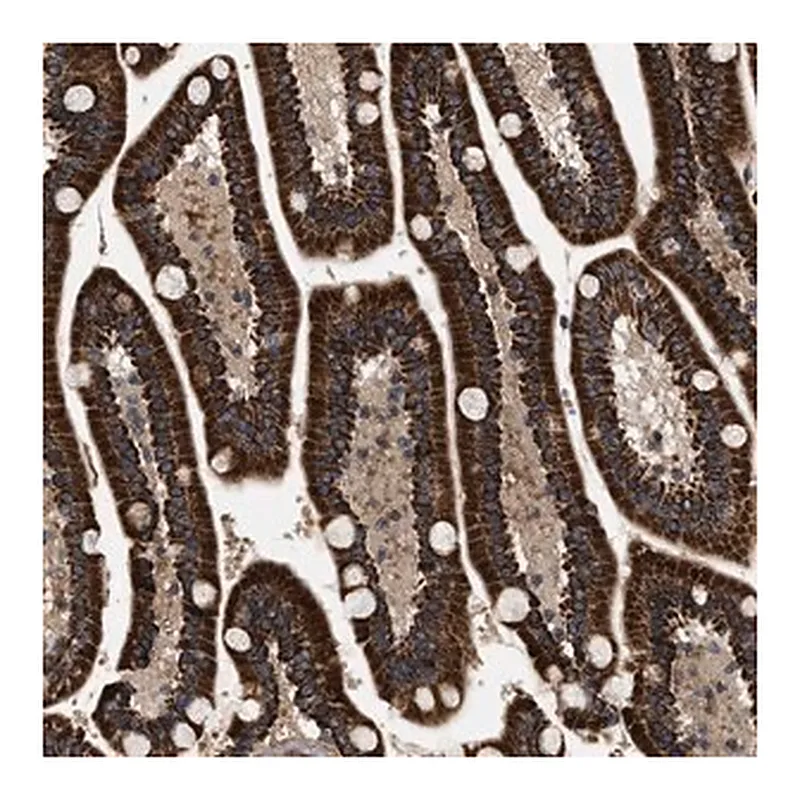 Merck Anti-ZBTB26 antibody produced in rabbit
