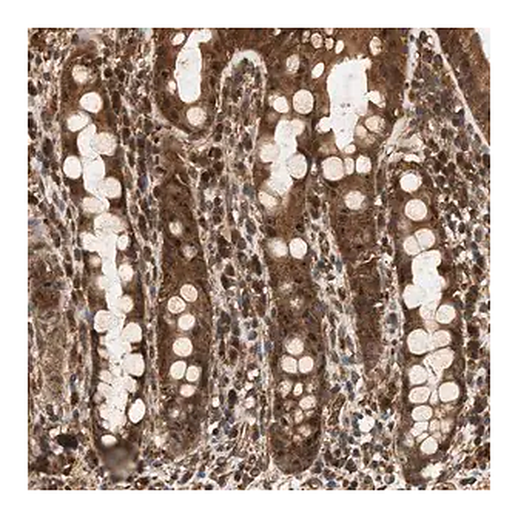 Merck Anti-SH3GLB2 antibody produced in rabbit