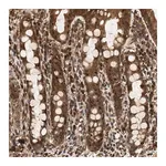 Merck Anti-SH3GLB2 antibody produced in rabbit