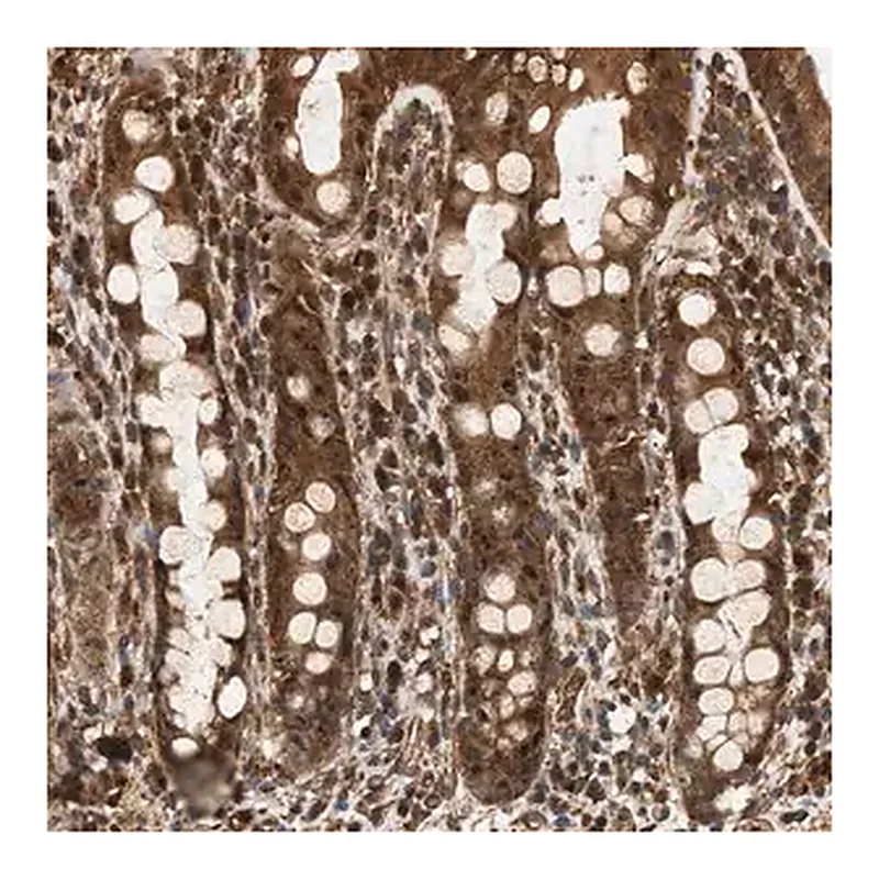 Merck Anti-SH3GLB2 antibody produced in rabbit