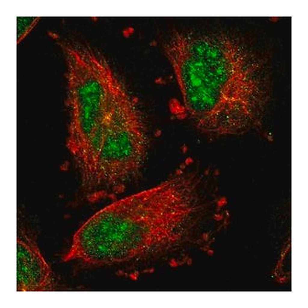 Merck Anti-IER5L antibody produced in rabbit
