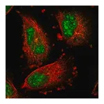 Merck Anti-IER5L antibody produced in rabbit