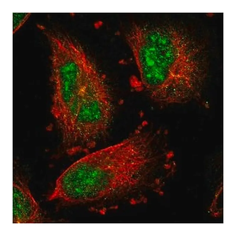 Merck Anti-IER5L antibody produced in rabbit