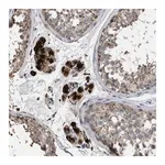 Merck Anti-ELMO3 antibody produced in rabbit