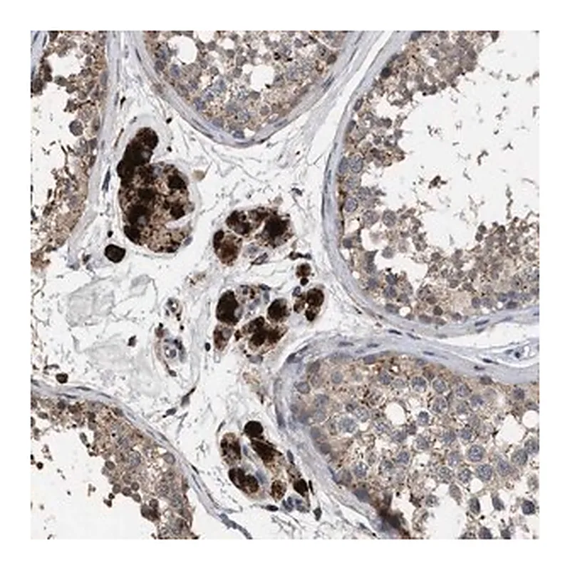 Merck Anti-ELMO3 antibody produced in rabbit