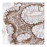 Merck Anti-ATXN7L1 antibody produced in rabbit