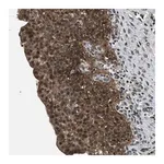 Merck Anti-RBM33 antibody produced in rabbit