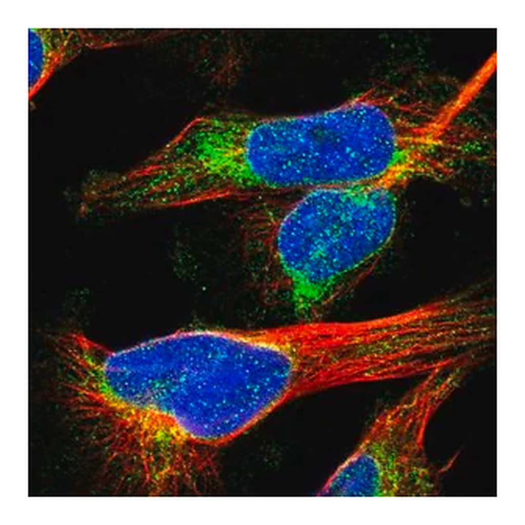 Merck Anti-MCM3AP antibody produced in rabbit