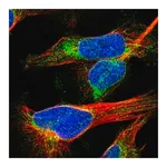 Merck Anti-MCM3AP antibody produced in rabbit