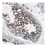 Merck Anti-PRTFDC1 antibody produced in rabbit
