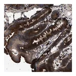 Merck Anti-TOP1MT antibody produced in rabbit