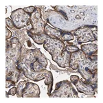 Merck Anti-LRCH1 antibody produced in rabbit