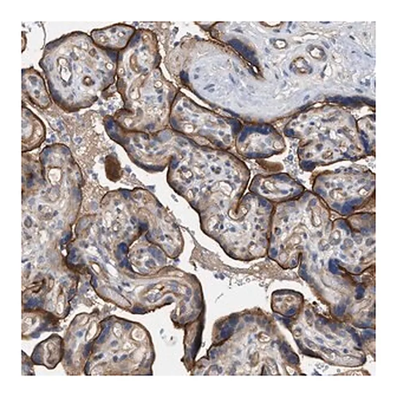 Merck Anti-LRCH1 antibody produced in rabbit