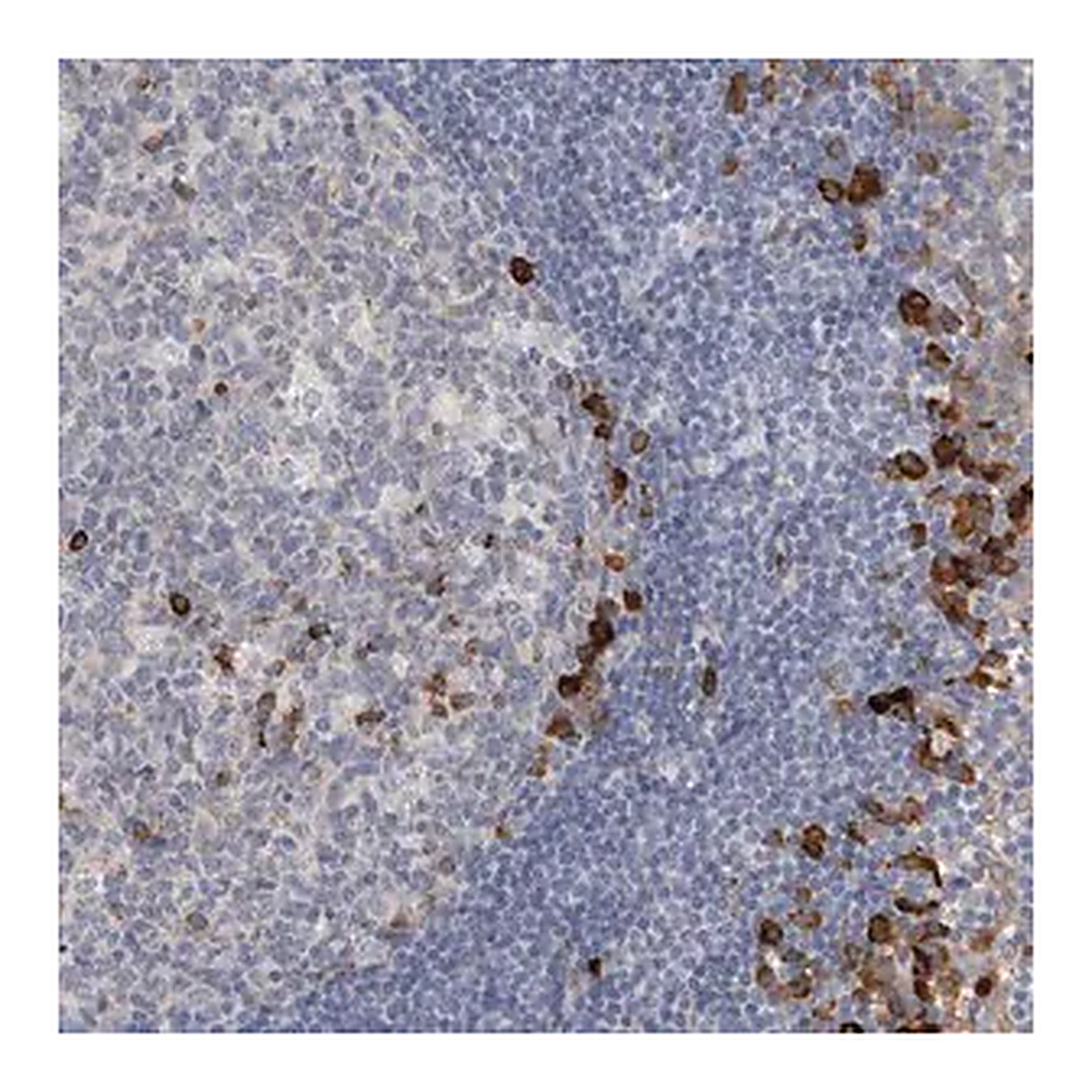 Merck Anti-ENGASE antibody produced in rabbit