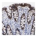 Merck Anti-KCNMB3 antibody produced in rabbit