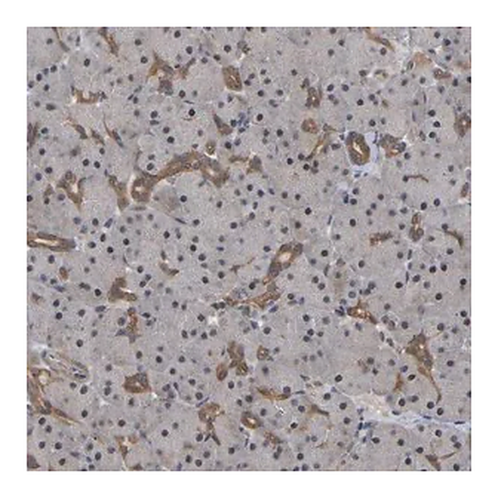 Merck Anti-FAM219A antibody produced in rabbit