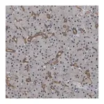 Merck Anti-FAM219A antibody produced in rabbit