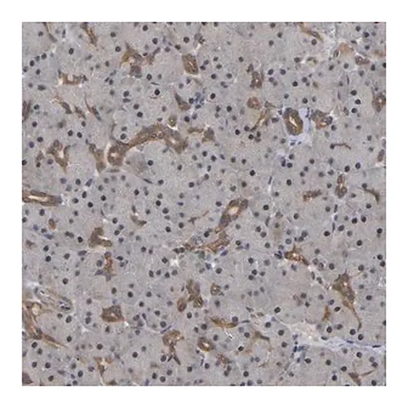 Merck Anti-FAM219A antibody produced in rabbit