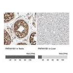 Merck Anti-PAFAH1B1 antibody produced in rabbit