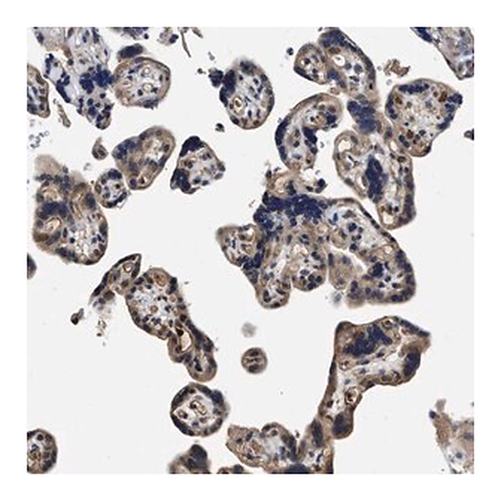 Merck Anti-TRAF6 antibody produced in rabbit
