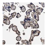 Merck Anti-TRAF6 antibody produced in rabbit