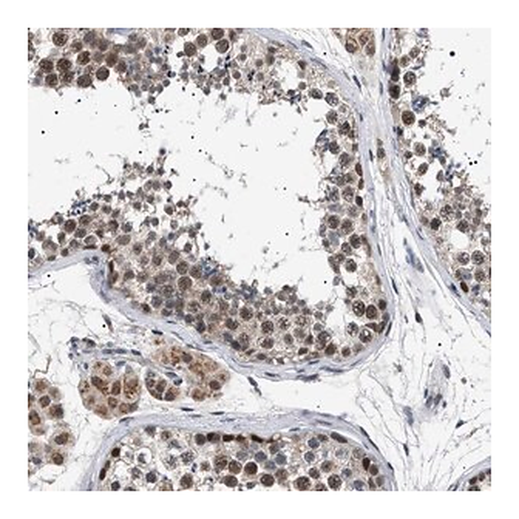 Merck Anti-POLR2A antibody produced in rabbit