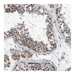 Merck Anti-POLR2A antibody produced in rabbit