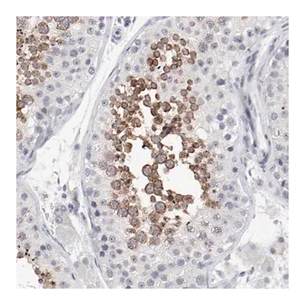 Merck Anti-FSCB antibody produced in rabbit