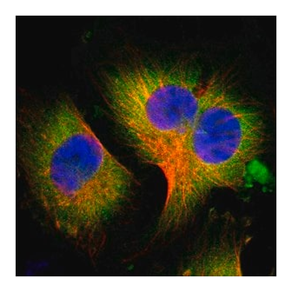 Merck Anti-WISP1 antibody produced in rabbit