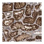 Merck Anti-DUSP10 antibody produced in rabbit