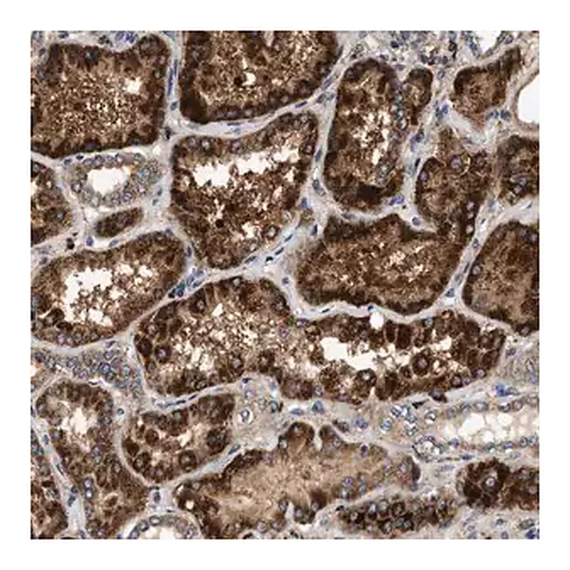 Merck Anti-DUSP10 antibody produced in rabbit