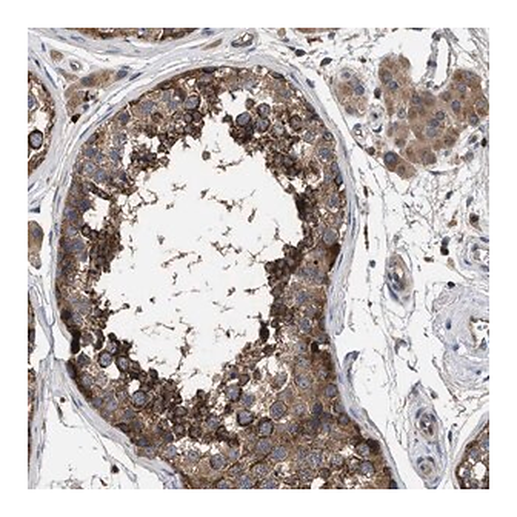 Merck Anti-YBEY antibody produced in rabbit