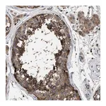 Merck Anti-YBEY antibody produced in rabbit