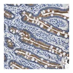 Merck Anti-UBAC2 antibody produced in rabbit