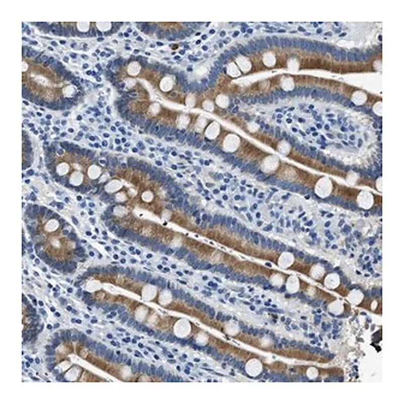 Merck Anti-UBAC2 antibody produced in rabbit