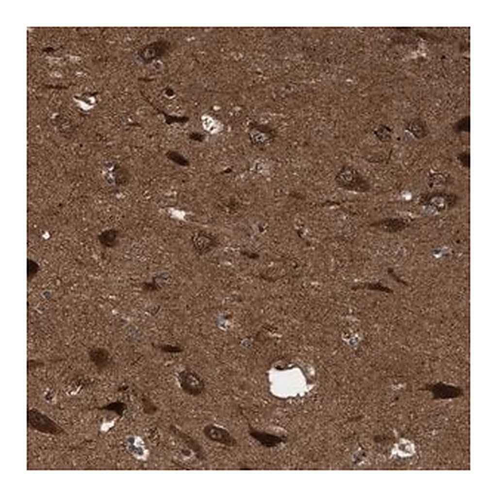 Merck Anti-ITFG1 antibody produced in rabbit