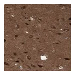 Merck Anti-ITFG1 antibody produced in rabbit