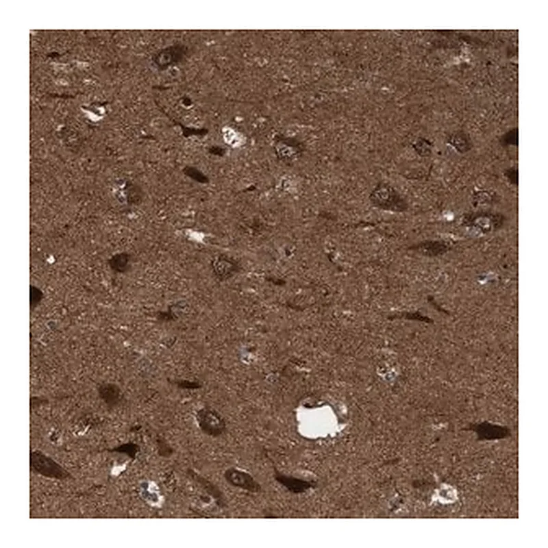 Merck Anti-ITFG1 antibody produced in rabbit