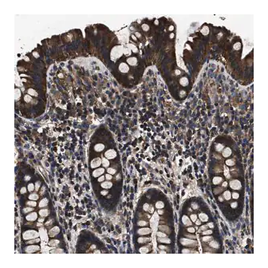 Merck Anti-HSCB antibody produced in rabbit